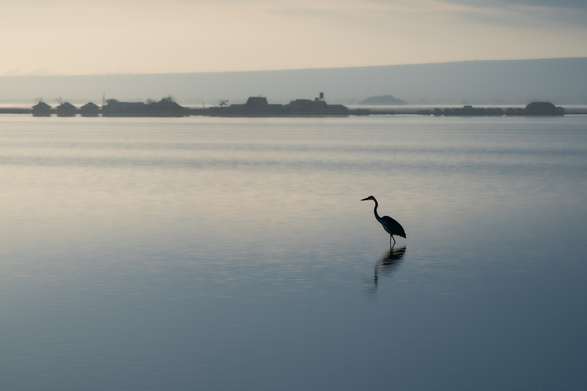 A Lone Heron—Masai Mara, 2021.jpg