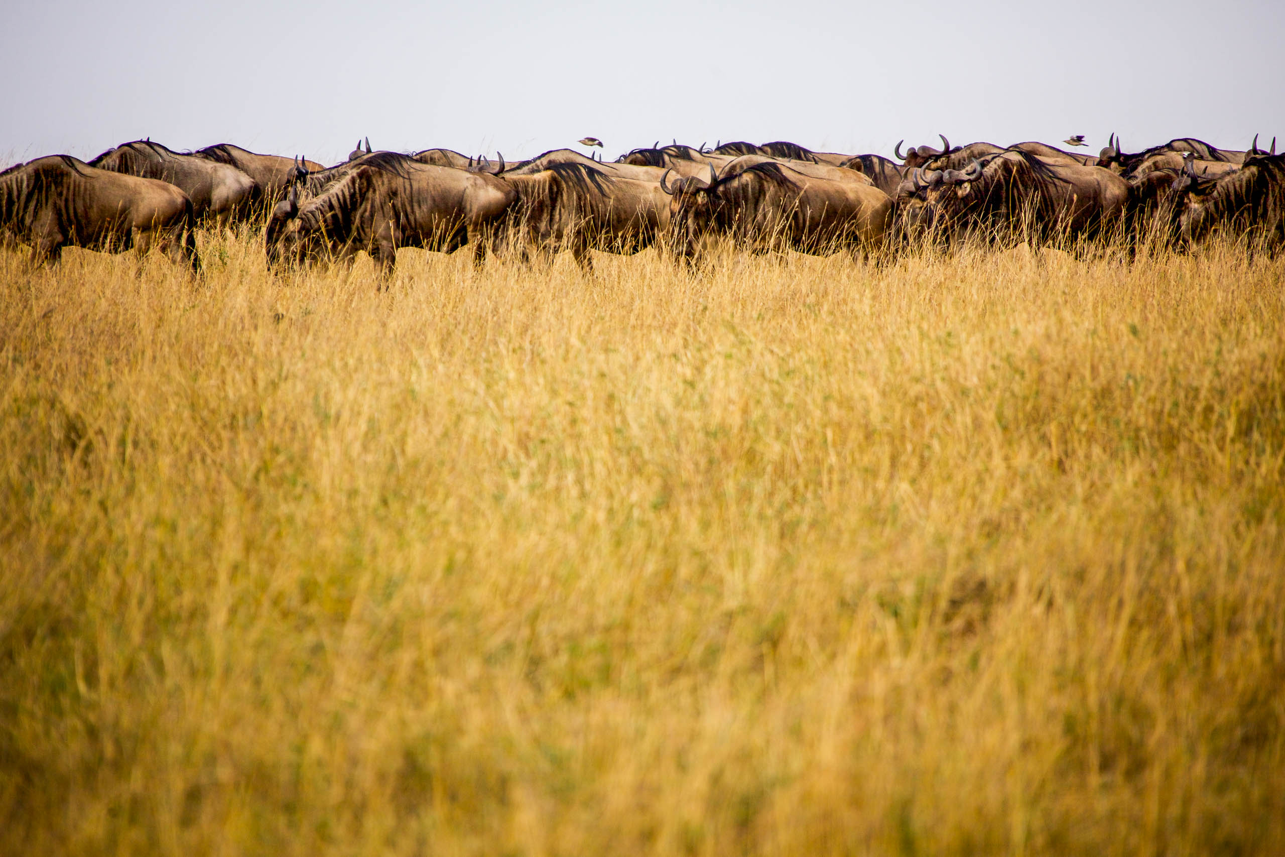 A Wildebeest Border—Masai Mara, 2010.jpg
