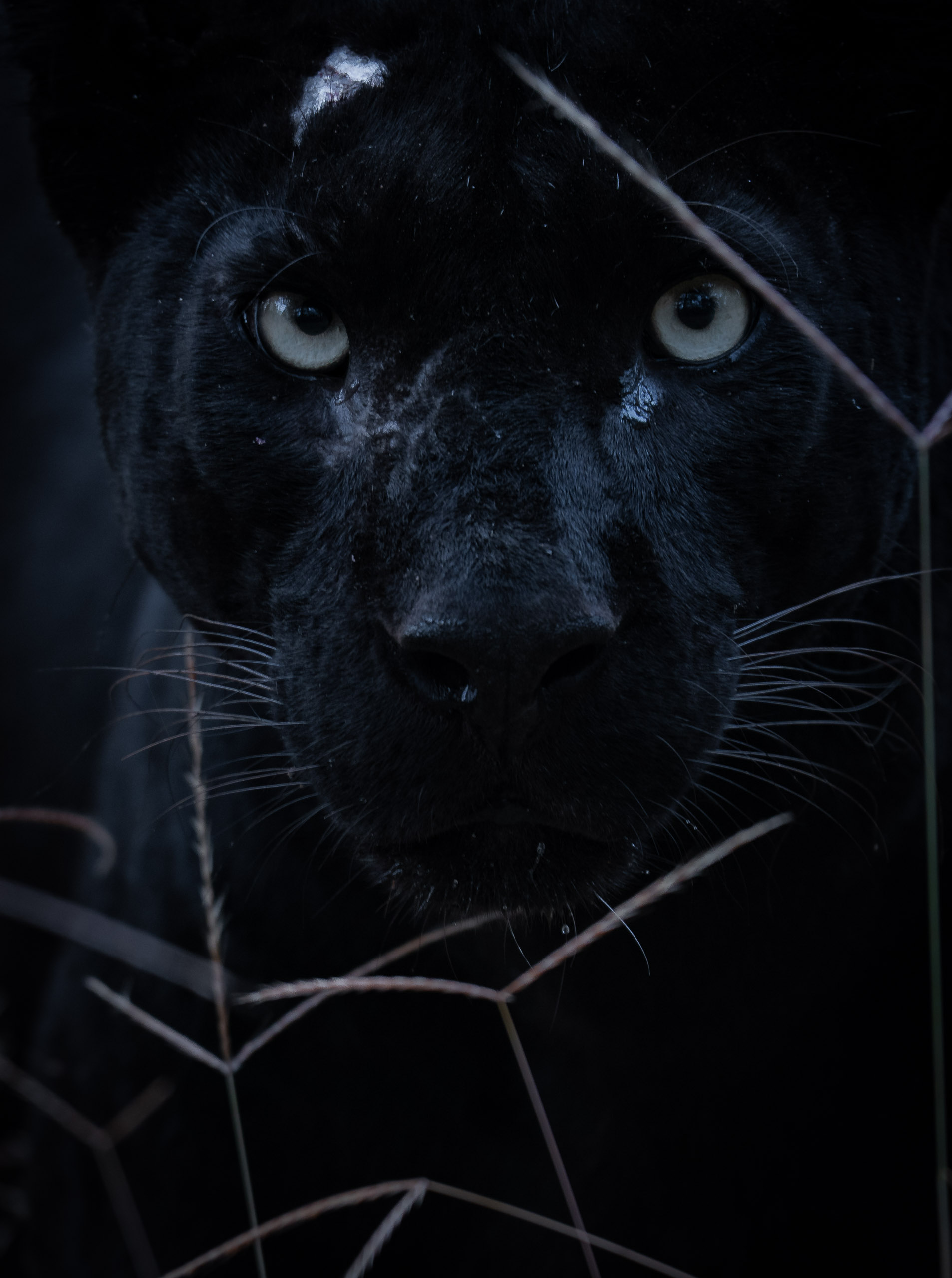 Blackie—Kabini, 2020.jpg