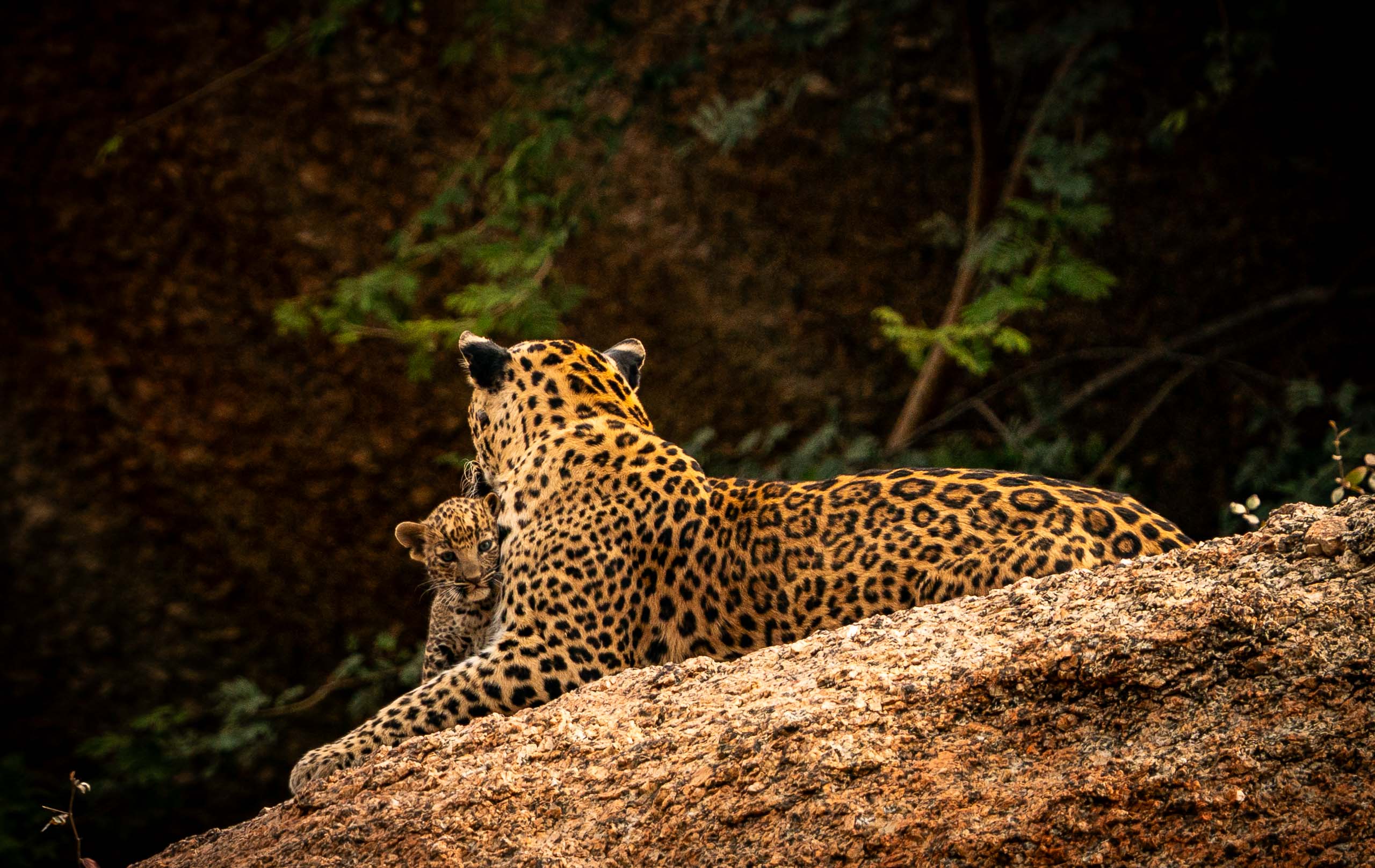 Bold One—Jawai, 2026.jpg