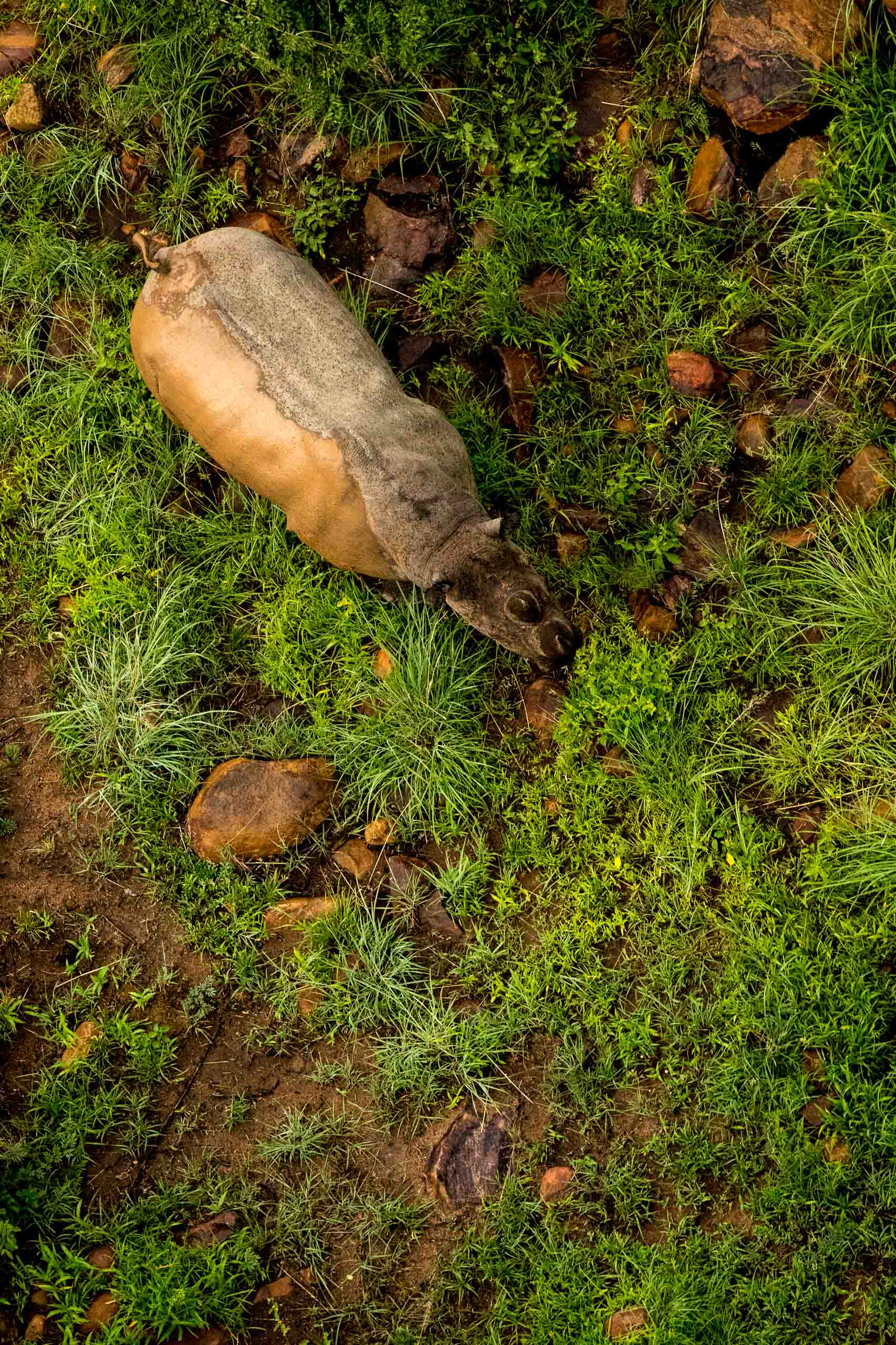 Dual Tone Rhino—Marataba, 2016.jpg