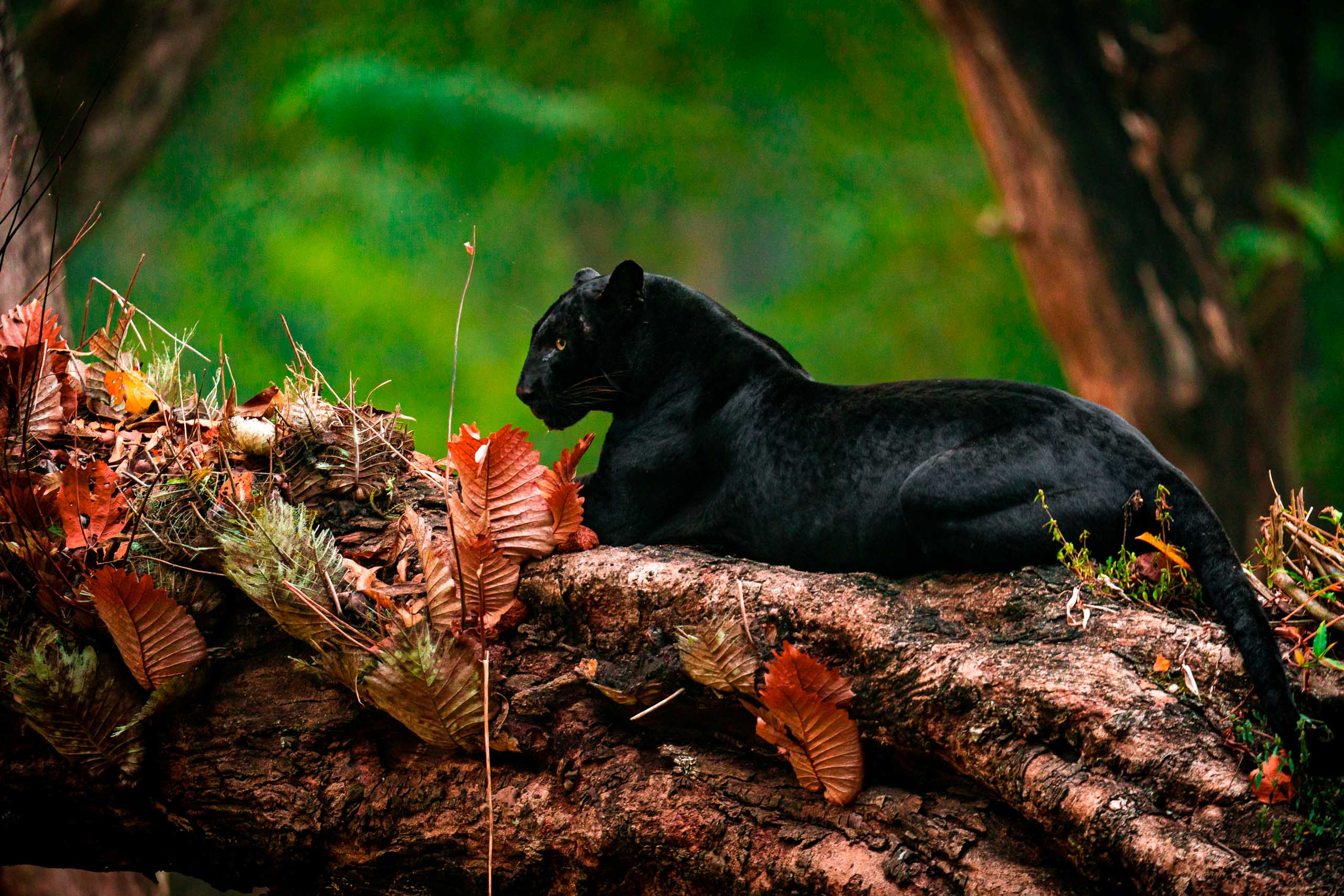 Ficus—Kabini, 2020.jpg