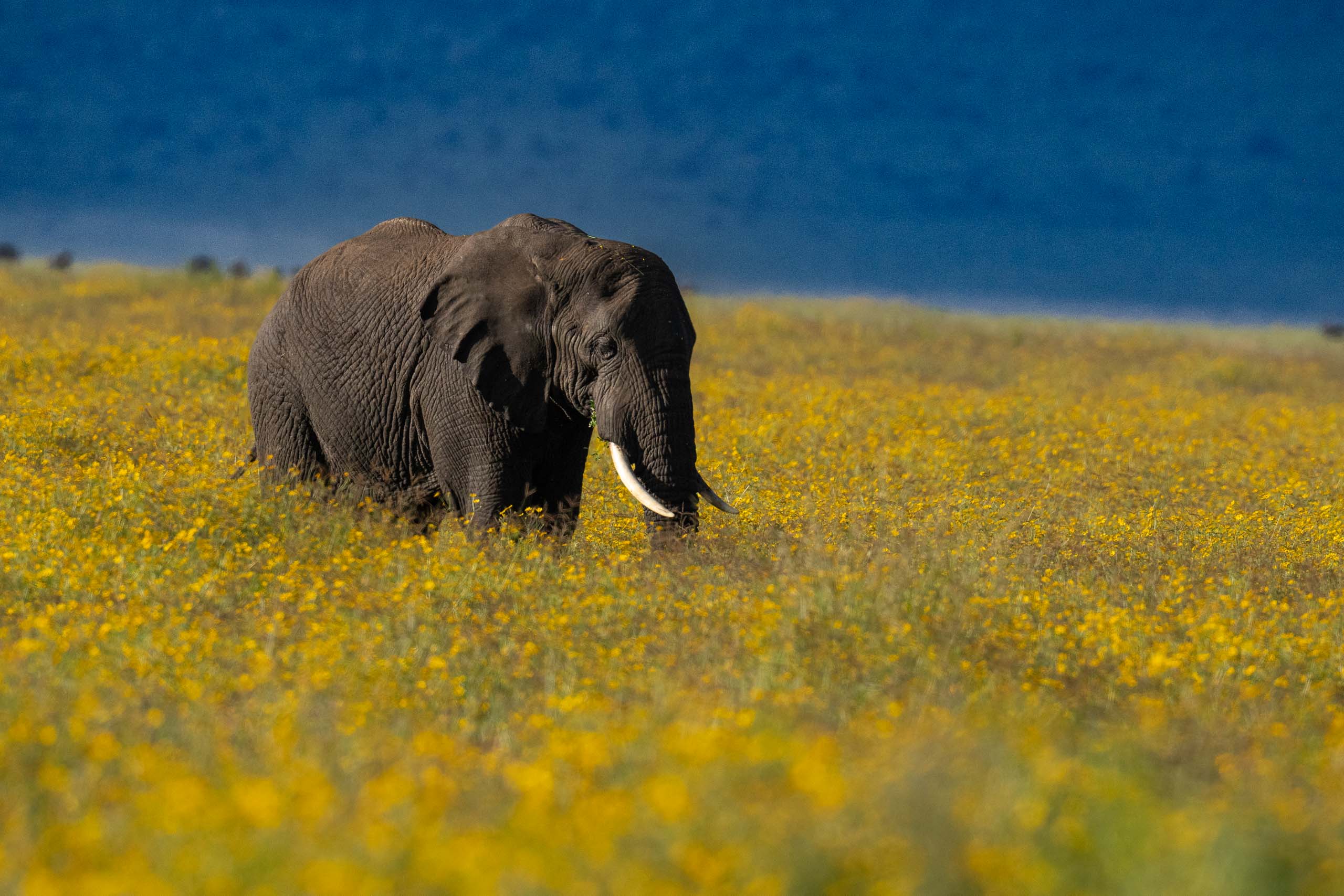 Field of Gold—Ngorongoro, 2023.jpg