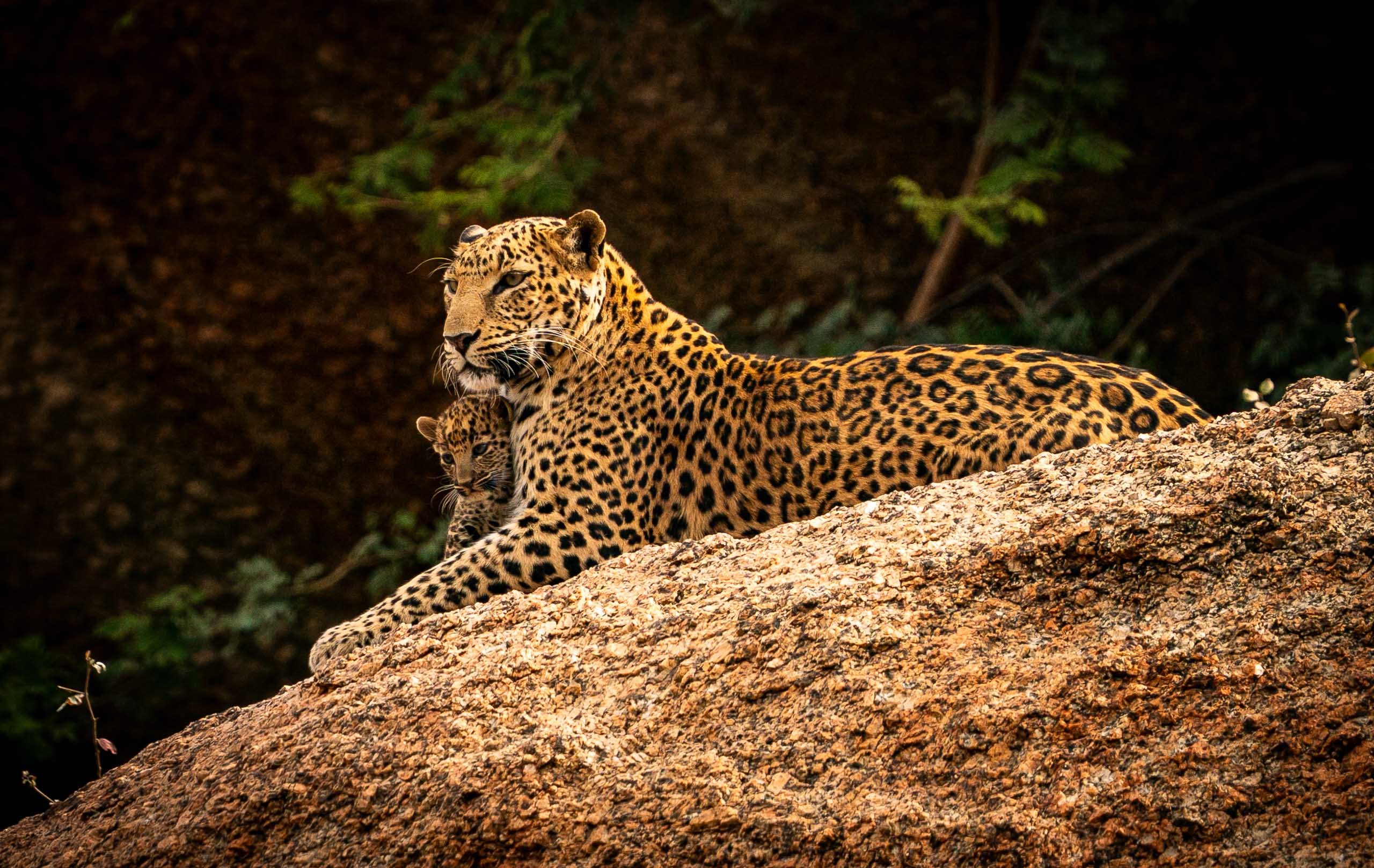 Finella's Latest—Jawai, 2026.jpg