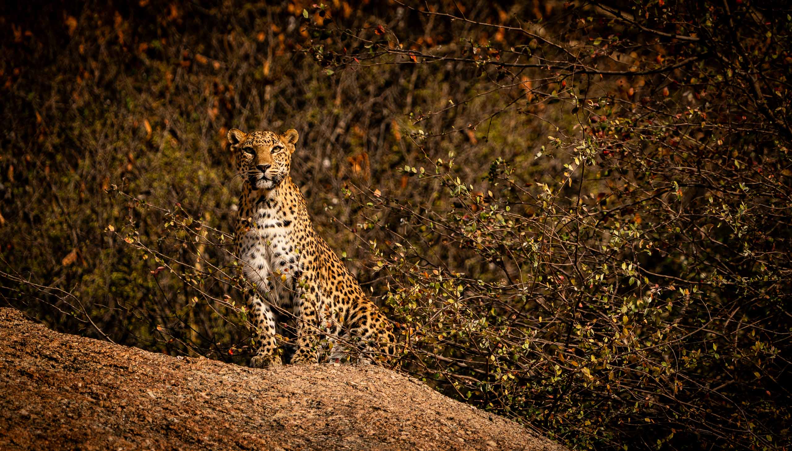 Finella—Jawai, 2026.jpg