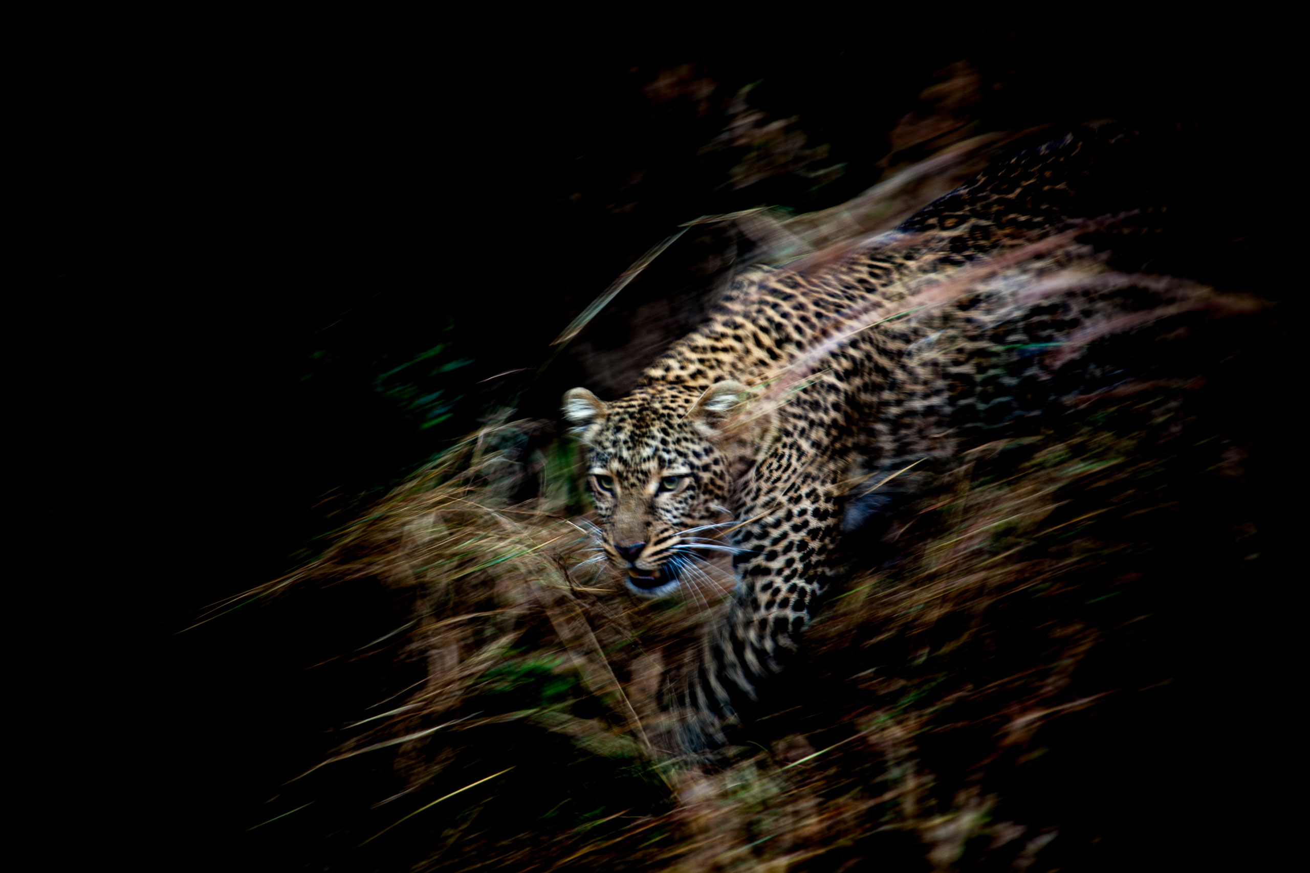 Flash—Masai Mara, 2010.jpg