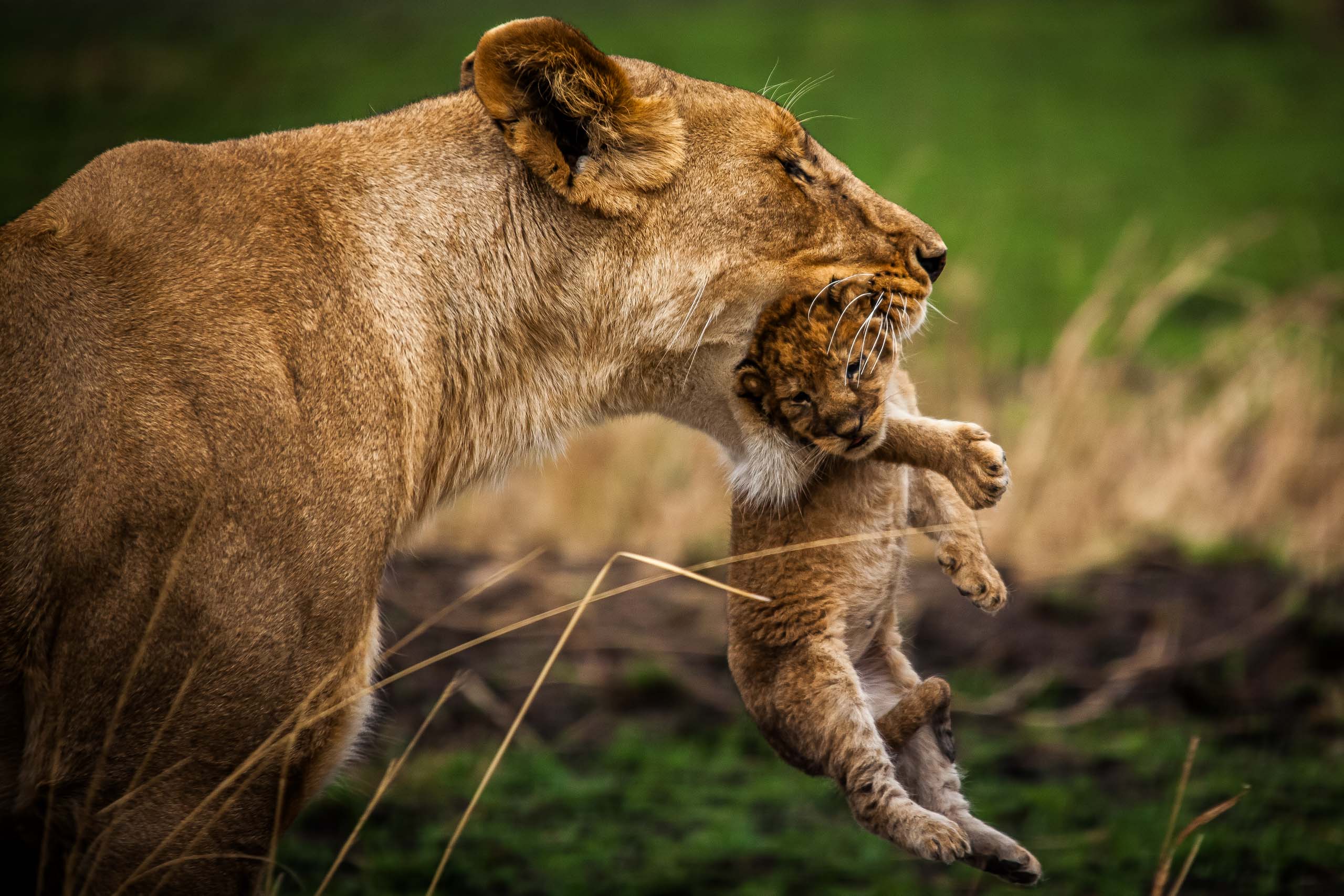 Hold On—Masai Mara, 2010.jpg