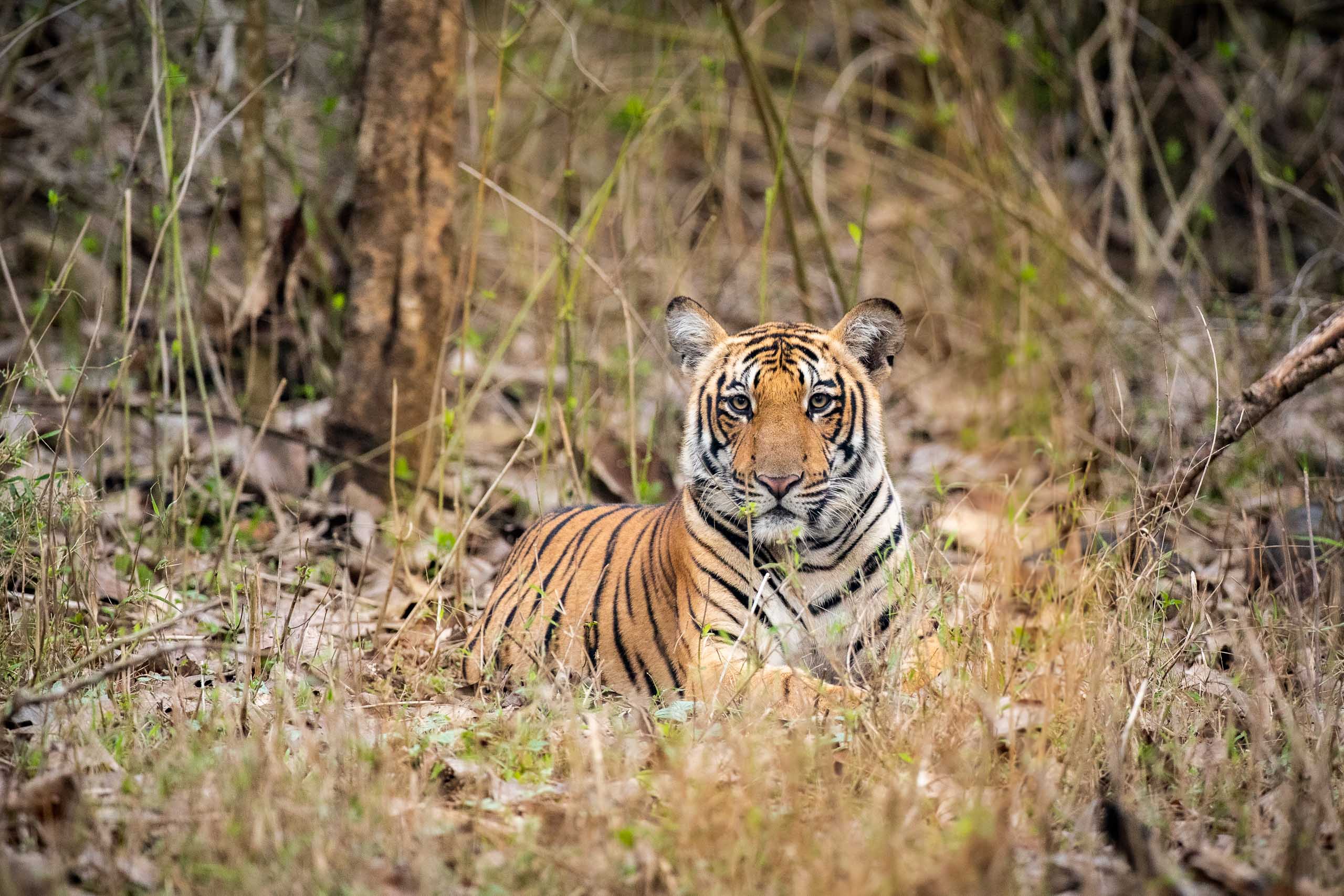 I See You—Kabini, 2019.jpg