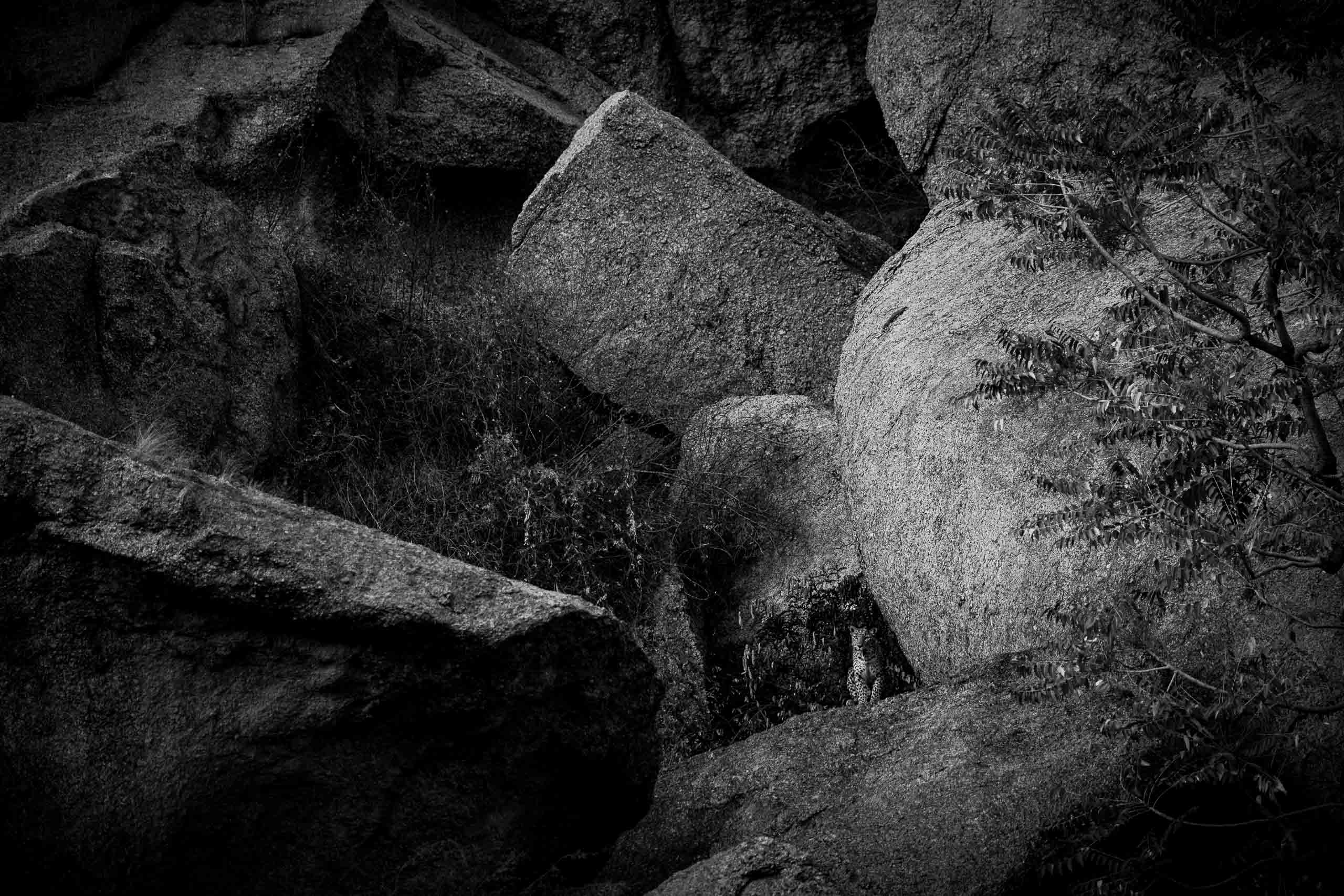 In her element-Jawai, 2026.jpg