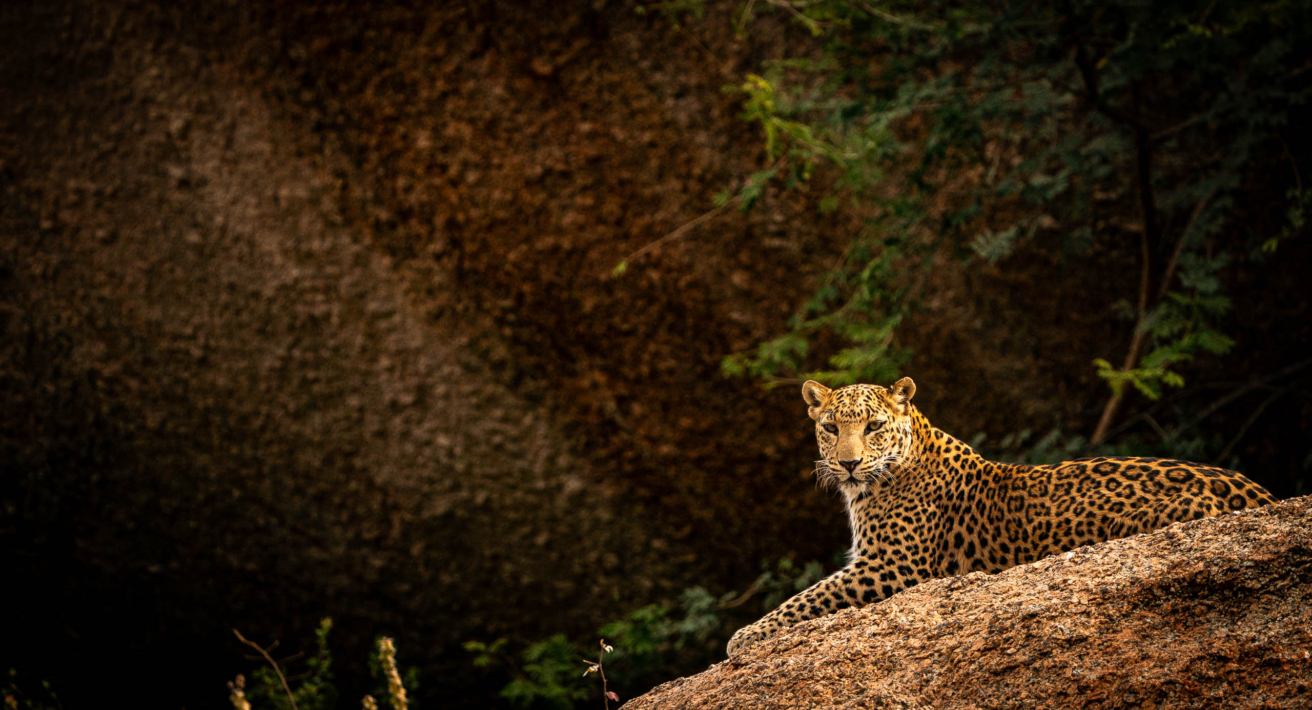 In the Spotlight—Jawai, 2026.jpg