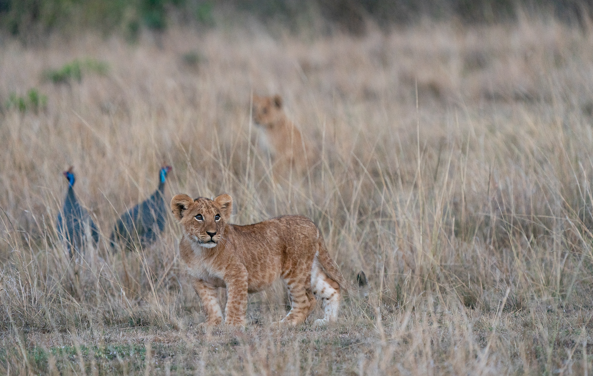 Masai Mara, 2021—Baby Blue.jpg