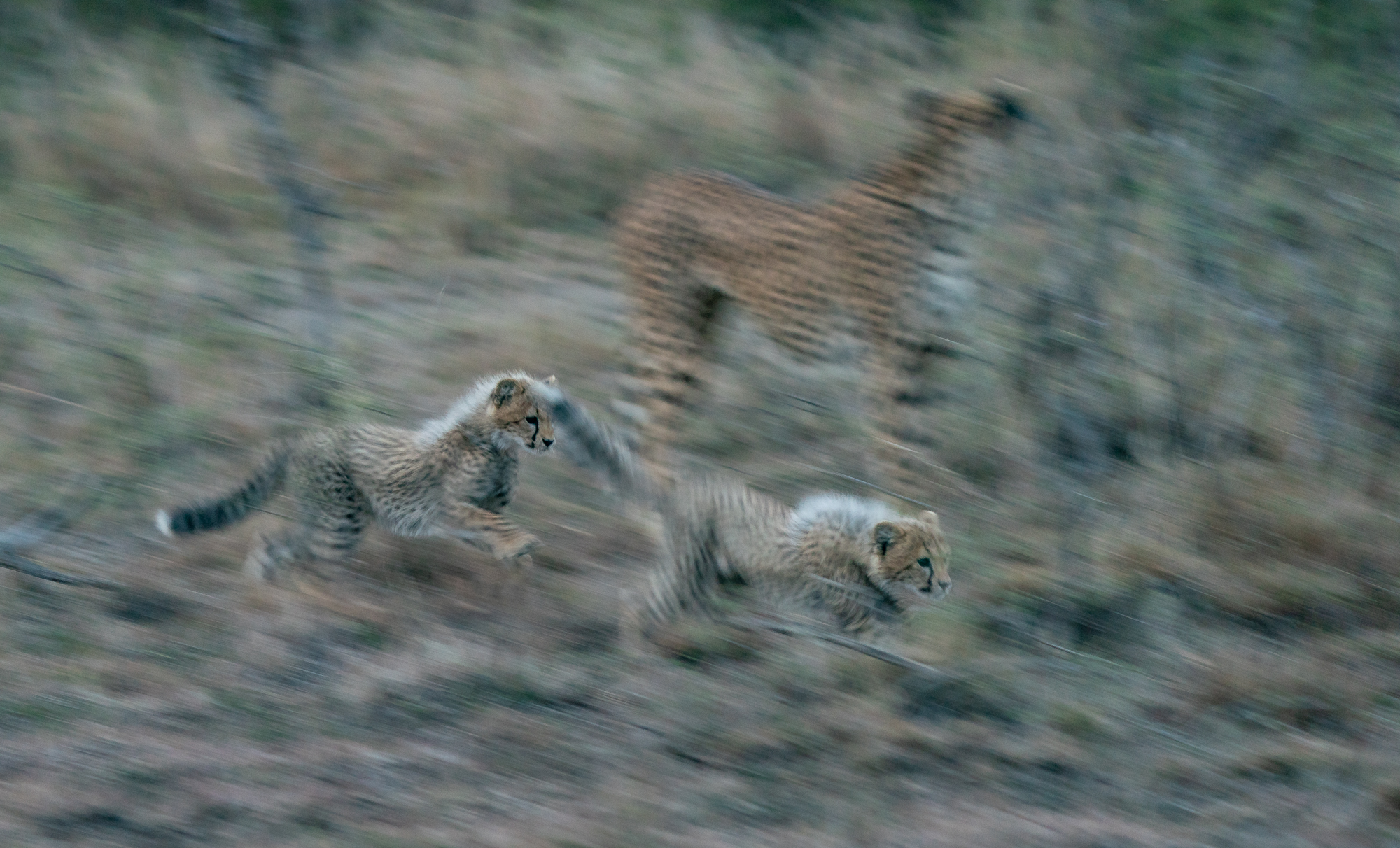 Masai Mara, 2021—Learning about Speed.jpg