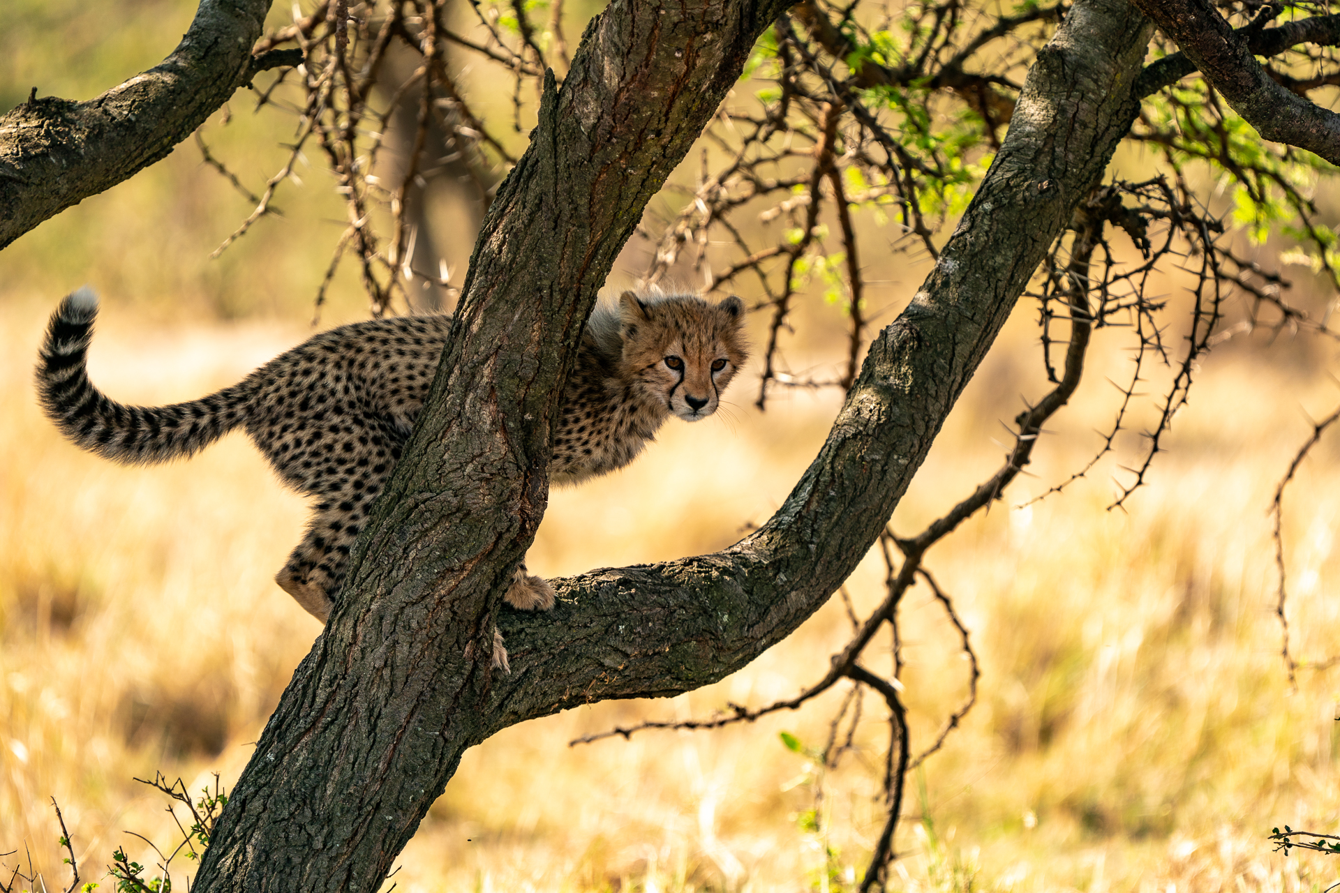 Masai Mara, 2021—Playing Hide and Seek.jpg