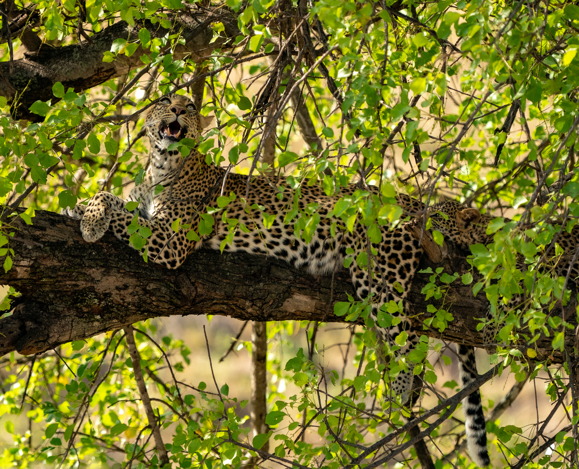 Masai Mara, 2021—Stretching out for a Snooze.jpg