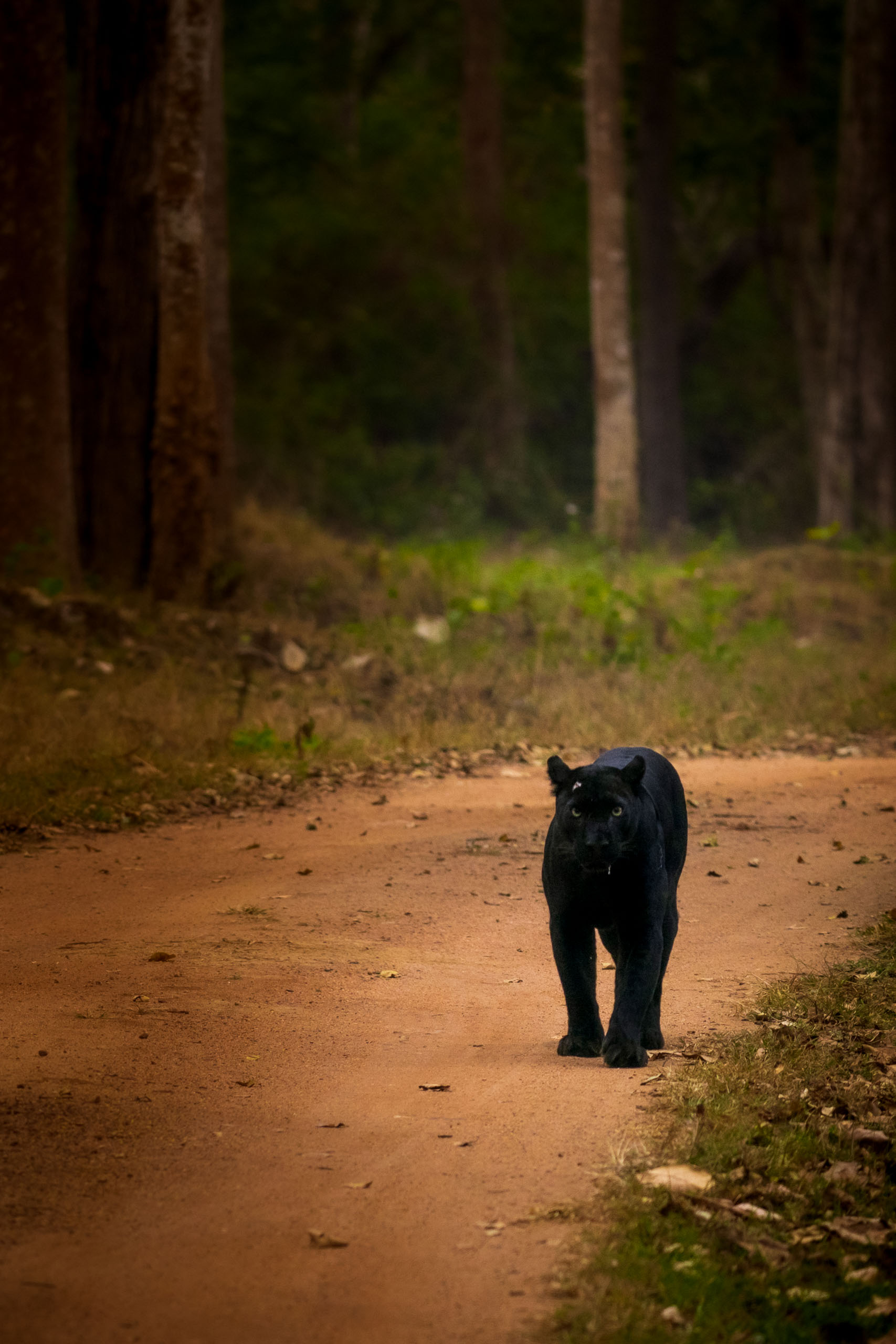 On the Road—Kabini, 2020.jpg