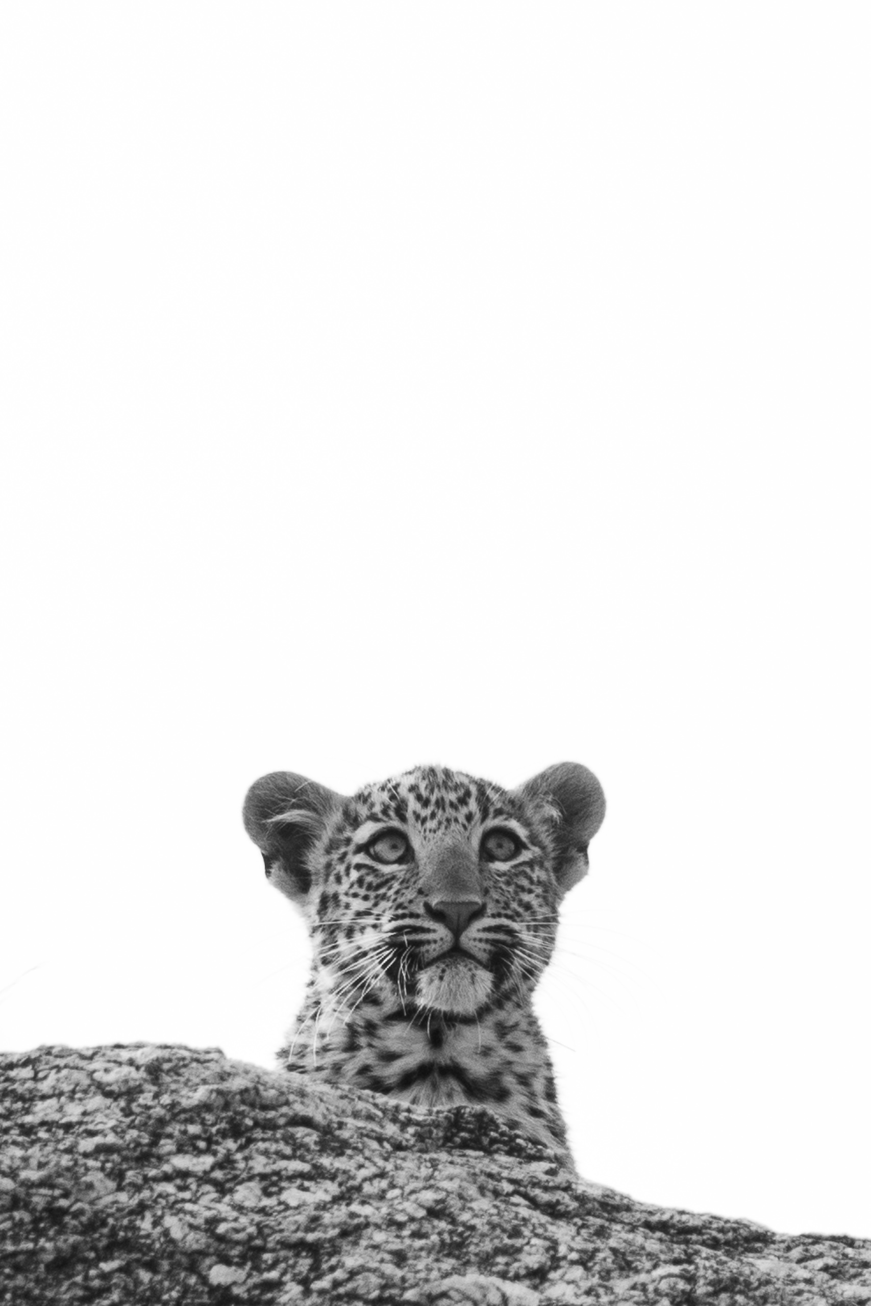 Our Father—Jawai, 2026.jpg