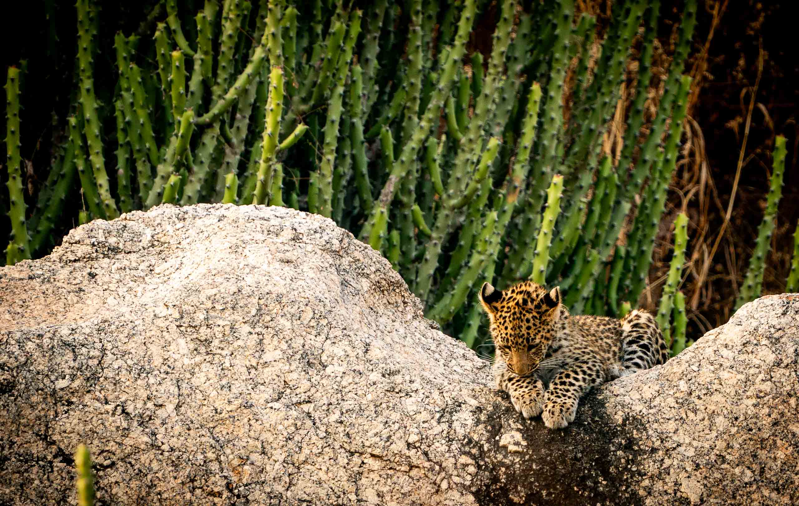Pensive—Jawai, 2026.jpg