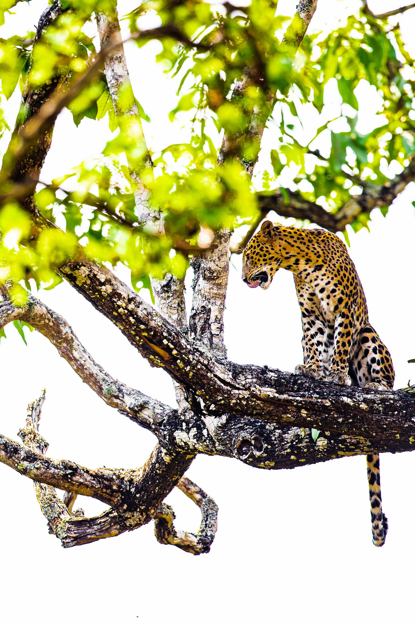 Perch—Kabini, 2019.jpg