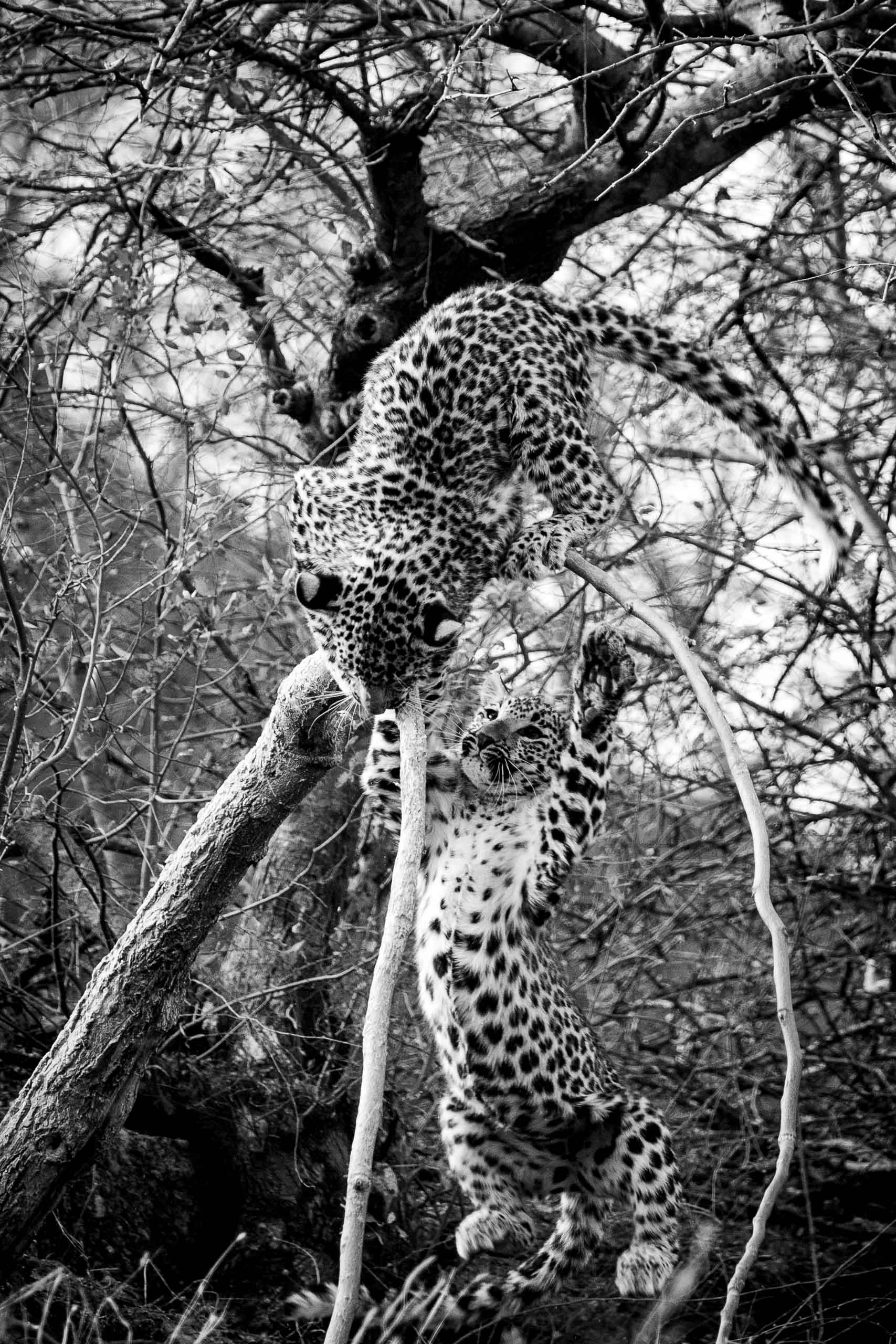 Sibling Rivalry—Jawai, 2026.jpg