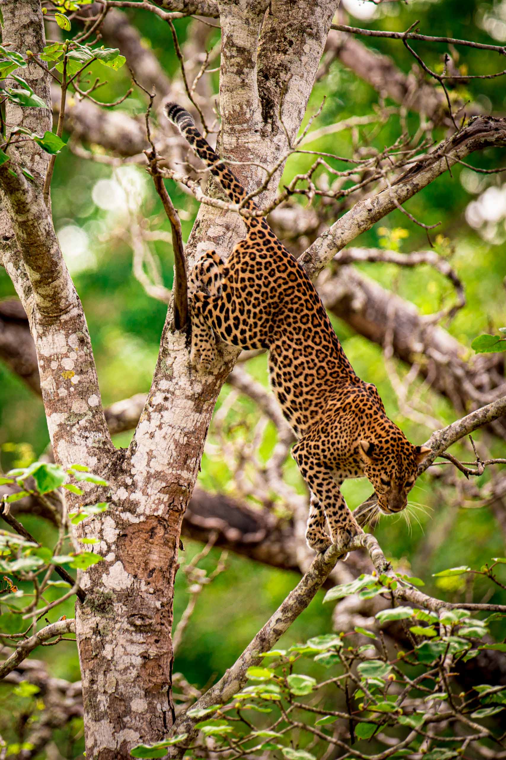 Stepping Down—Kabini, 2019.jpg