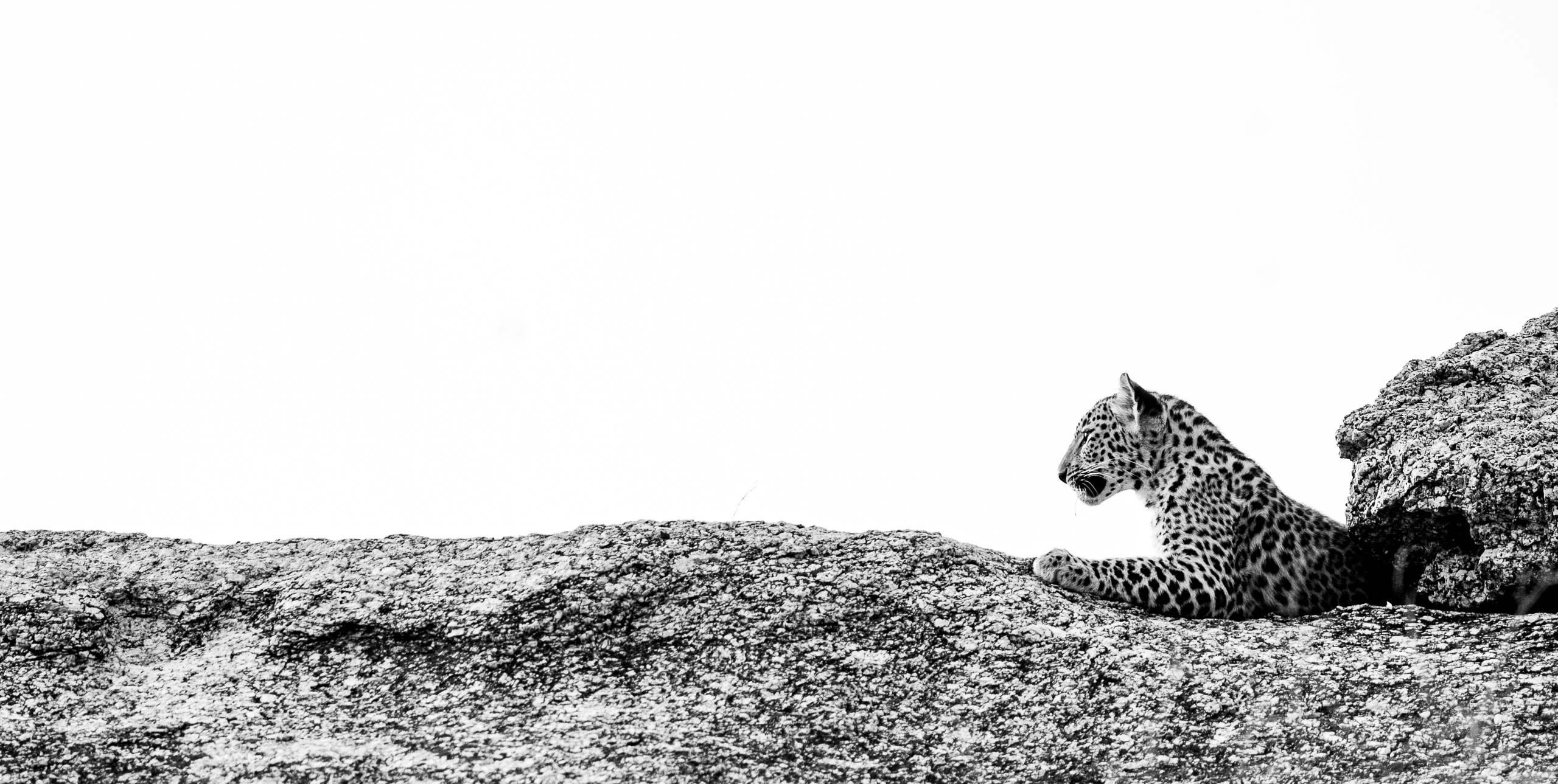 The Long Gaze—Jawai, 2026.jpg