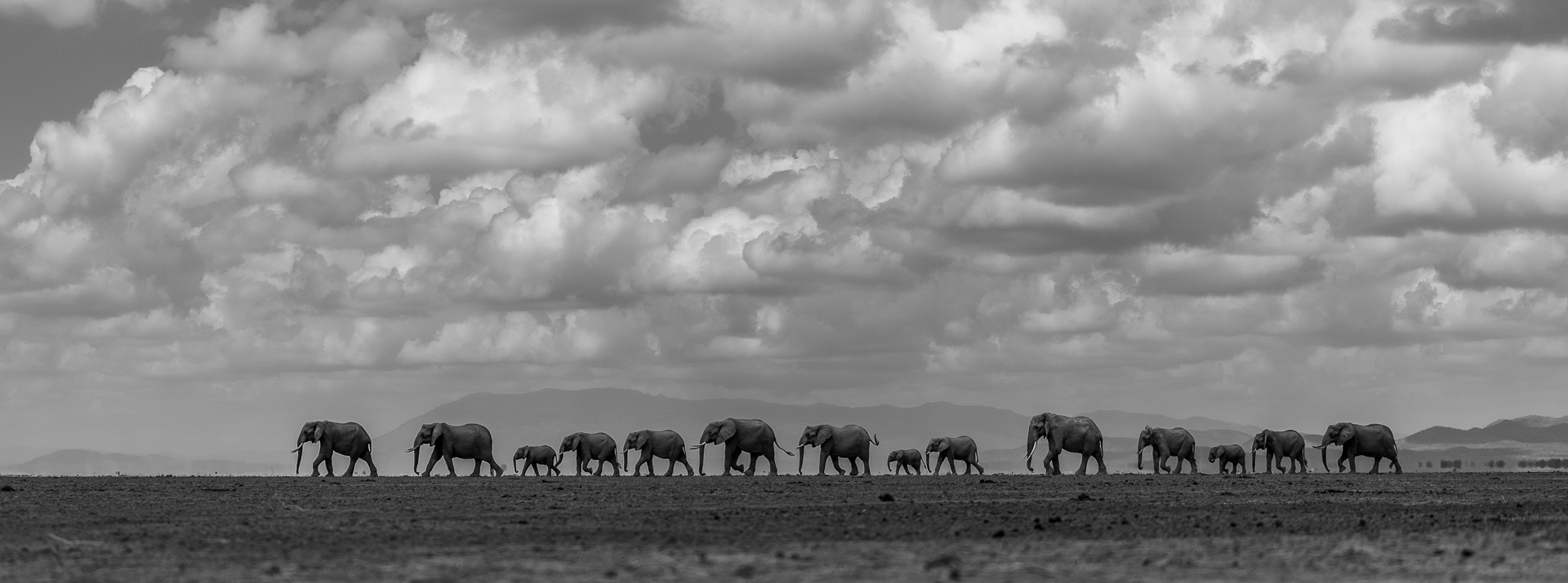 The Long March Home—Amboseli, 2022.jpg