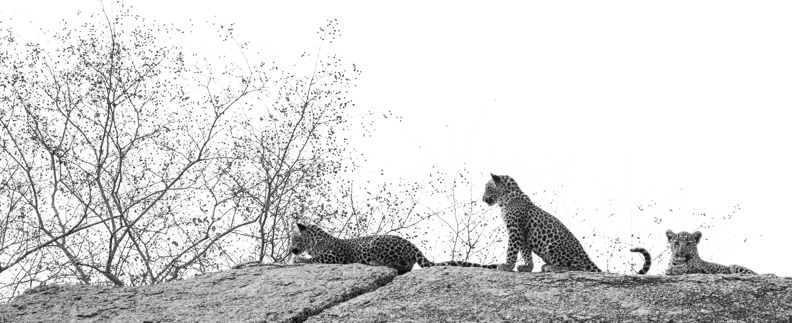 Three Against the World—Jawai, 2026.jpg