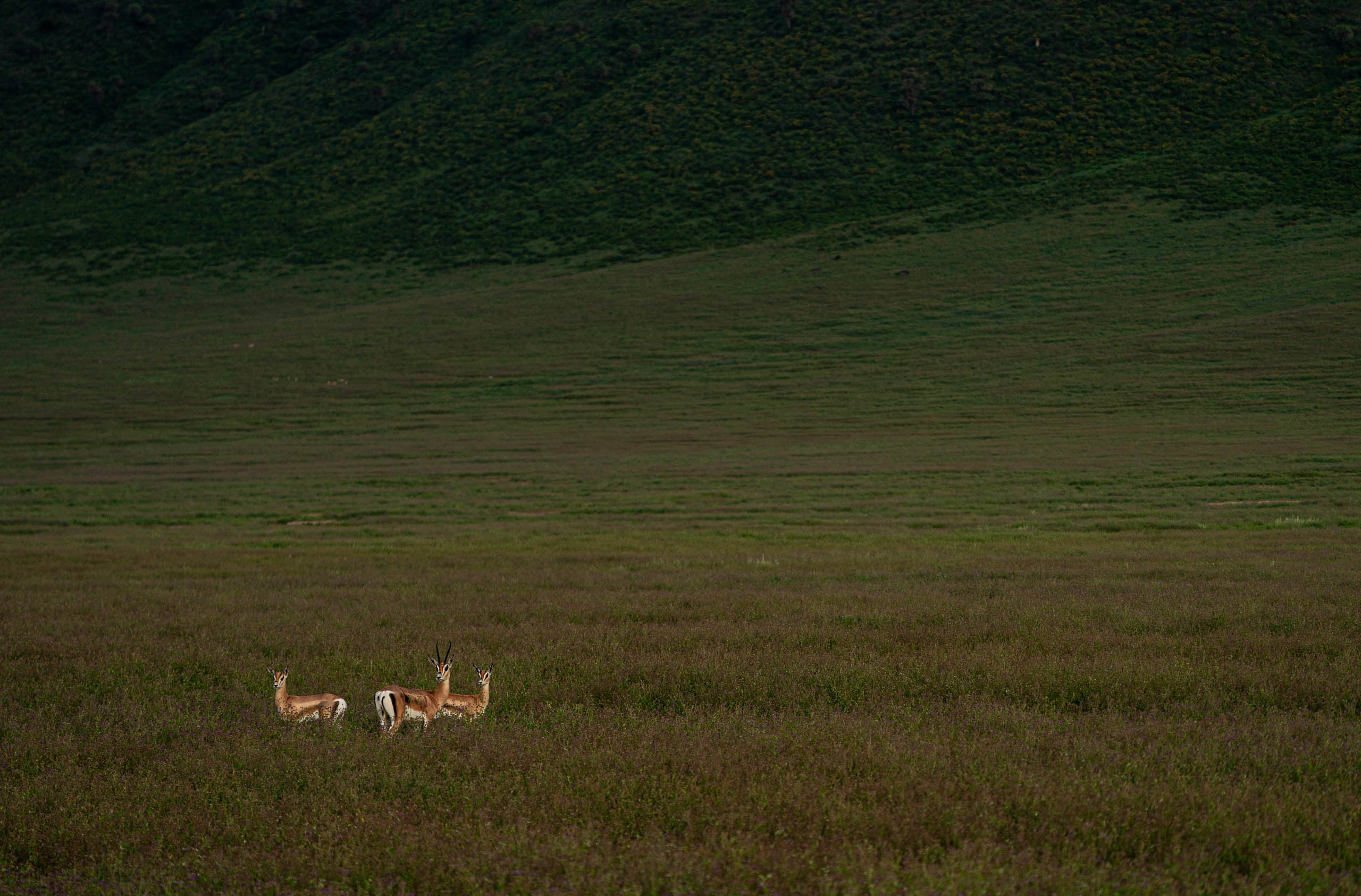 Three Deer—Ngorngoro, 2023.jpg
