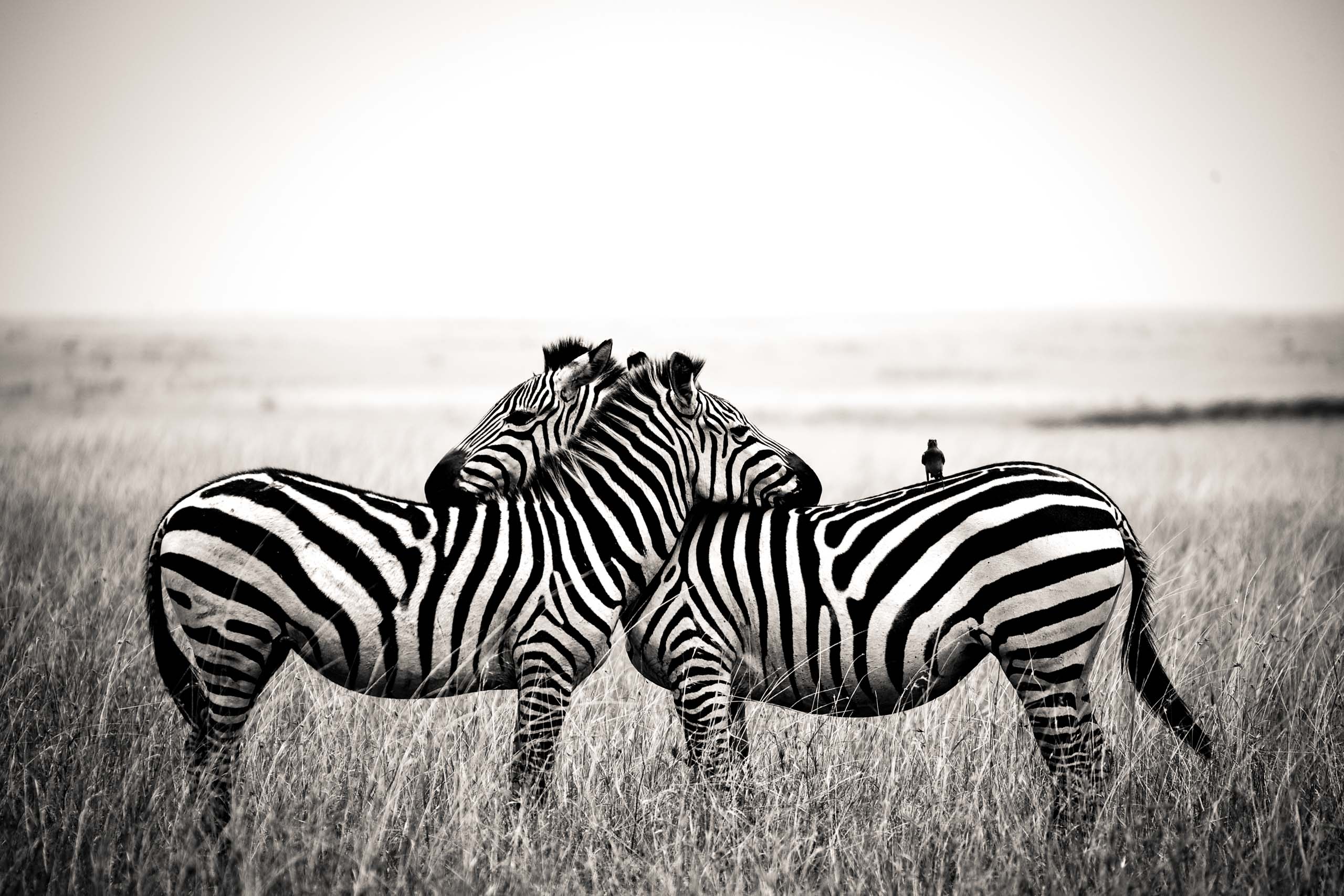 Zebra Valentine—Masai Mara, 2010.jpg