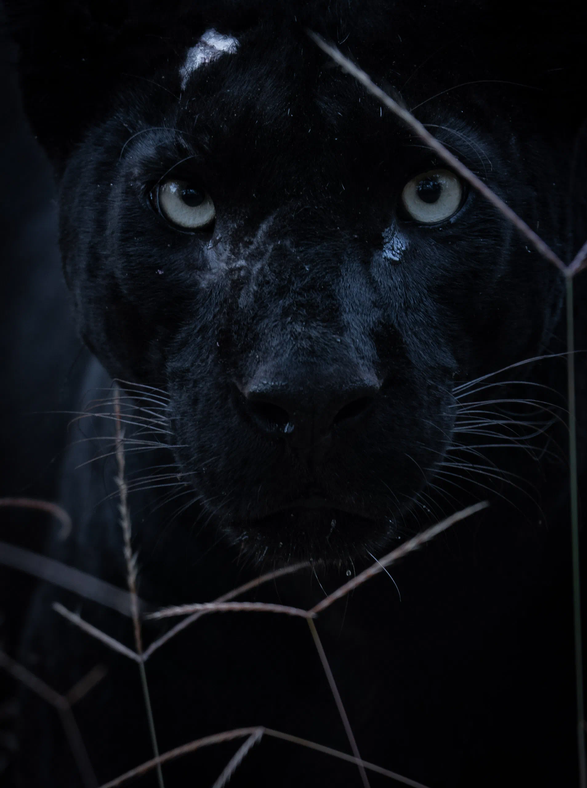 A black panther in the dark, Kabini
